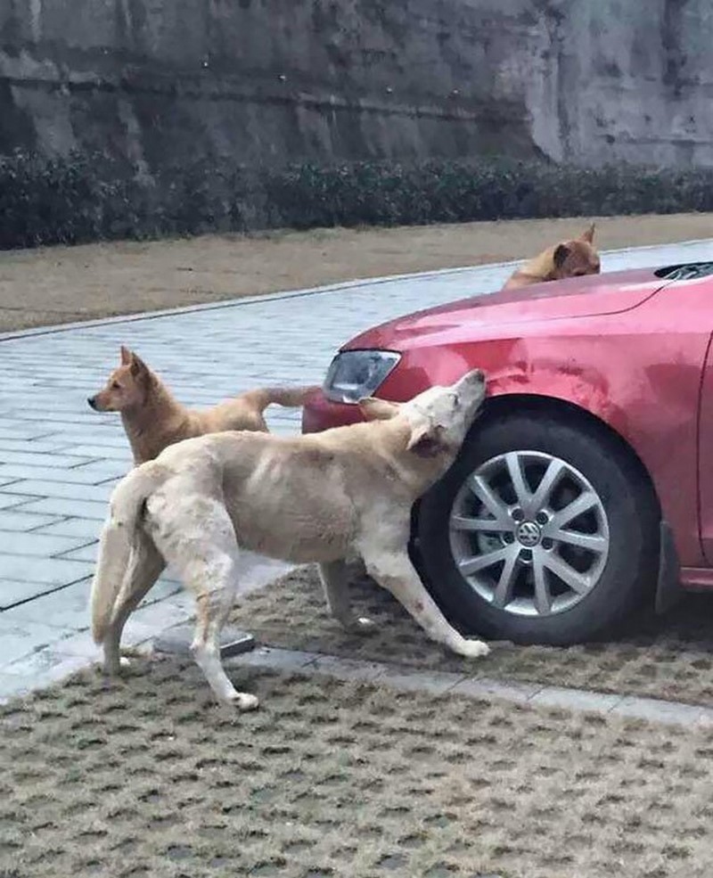 Собаки разгрызли автомобиль